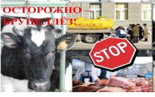 Памятка для населения по профилактике бруцеллеза