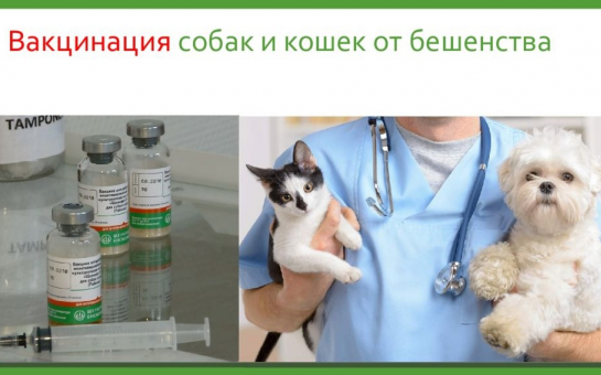 Профилактика бешенства